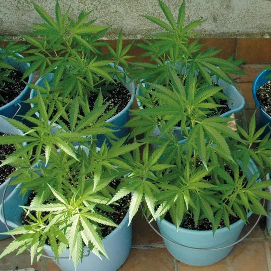 El agua en el cultivo: cómo influye el riego en las plantas