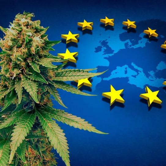 El Gobierno envió a la Unión Europea el proyecto de regulación medicinal de cannabis