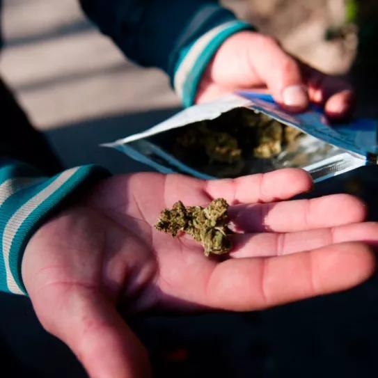 A más de una década de la legalización en Uruguay, disminuyó el consumo de cannabis