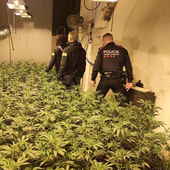 Endesa y los Mossos d’Esquadra utilizan Inteligencia Artificial para detectar cultivos de cannabis