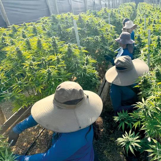 El imperio de la ‘maconha’. Por Santiago Carrillo