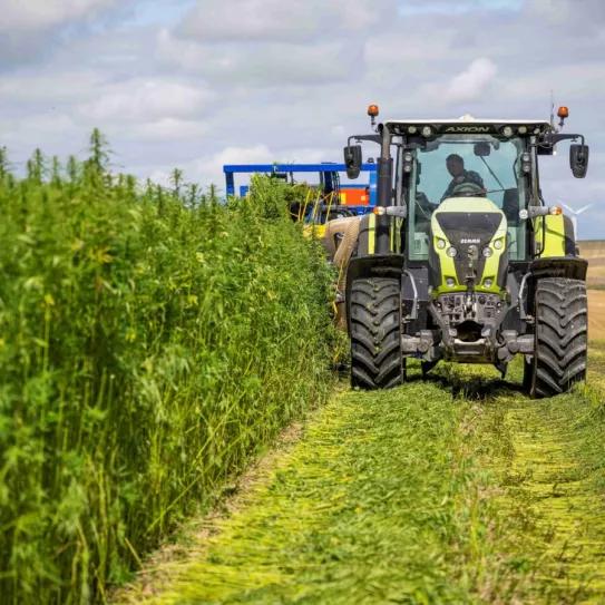 Moldavia habilita la industria del cáñamo