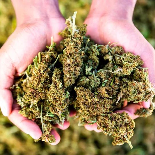 El Congreso de EEUU suspende el tratamiento de la Ley Agrícola para proteger la industria del cáñamo