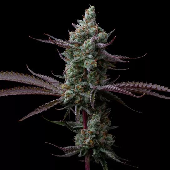 Sagrada Amnesia: una evolución de la clásica holandesa Amnesia Haze, desarollada en Barcelona