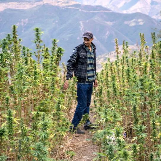 Marruecos multiplicó por 14 su producción legal de cannabis