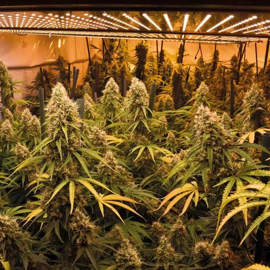 Entender la iluminación en interior para tener buenas cosechas