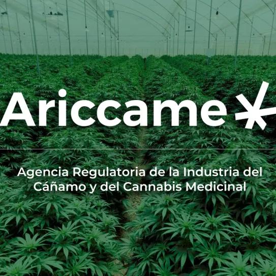 Argentina establece un procedimiento de sanciones para las infracciones en la industria del cannabis