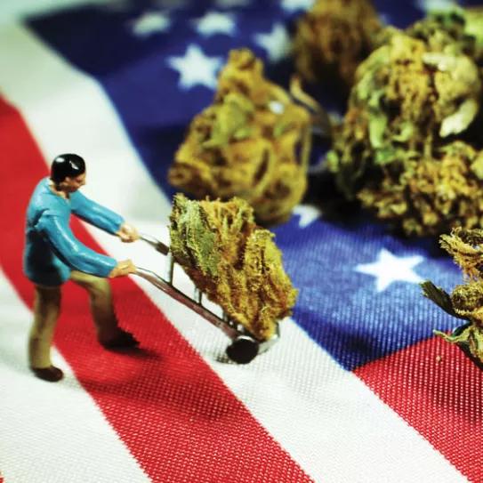 EEUU busca promover su mercado mundial del cáñamo