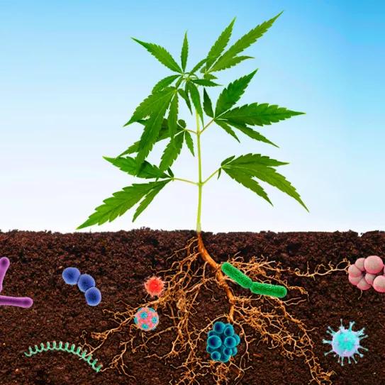 Los microbios mejoran la producción del CBD y fibras en las plantas de cáñamo