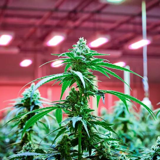 España cosechó más de 51.000 kilos de cannabis con fines medicinales en 2024