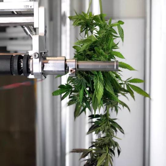 La inteligencia artificial ya es capaz de manicurar las flores de cannabis