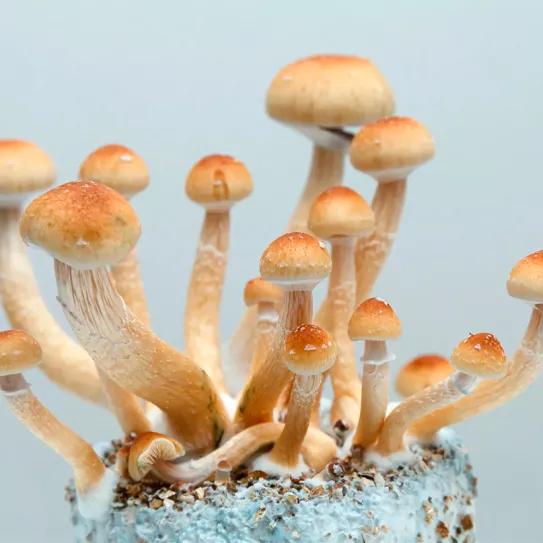 Rhode Island presenta un proyecto de ley para legalizar la psilocibina