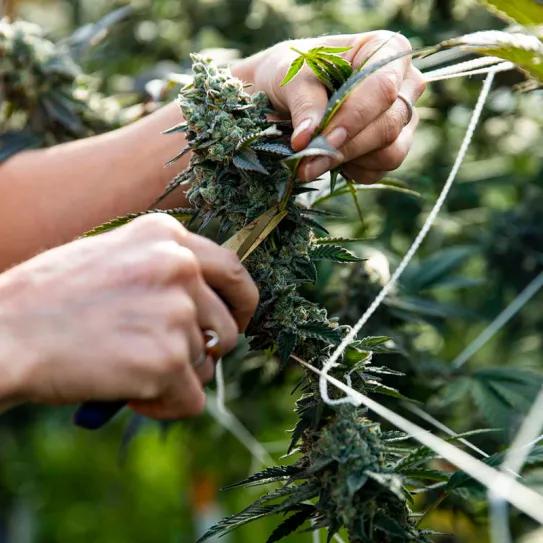 Los salarios de la industria del cannabis cayeron hasta un 8%