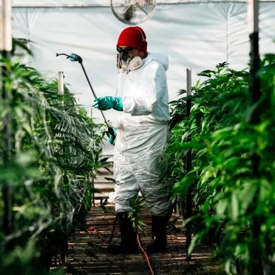 Se profundiza la crisis de la industria del cannabis en California