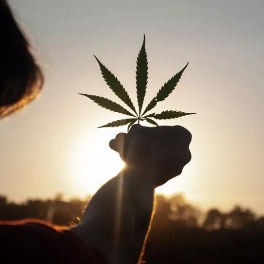 La importancia del control de temperatura en el cultivo de marihuana: tecnología y cuidados