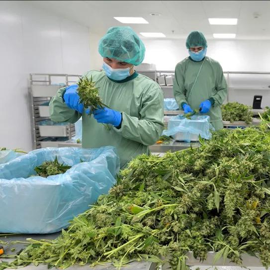 Alemania aumenta sus importaciones de cannabis