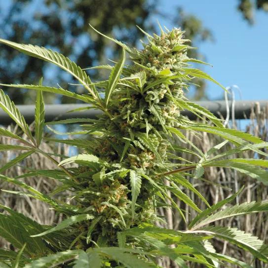 Historia del cannabis y los primeros bancos de semillas