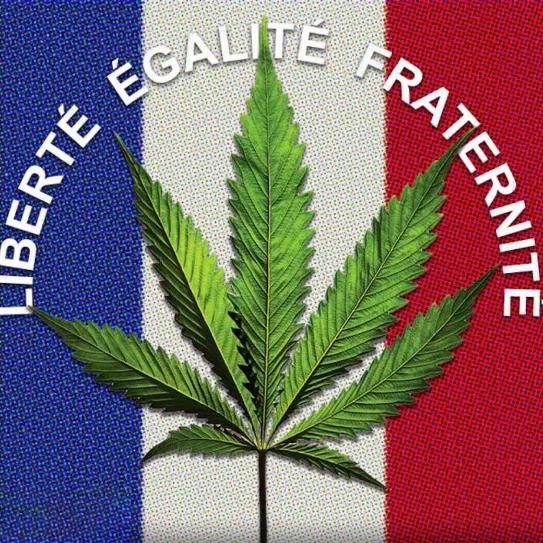 Francia avanza en su regulación sobre el cannabis medicinal