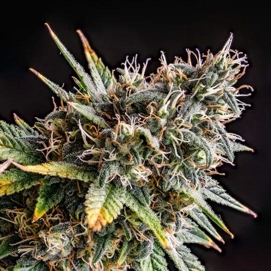 King Kond de Dr Underground.