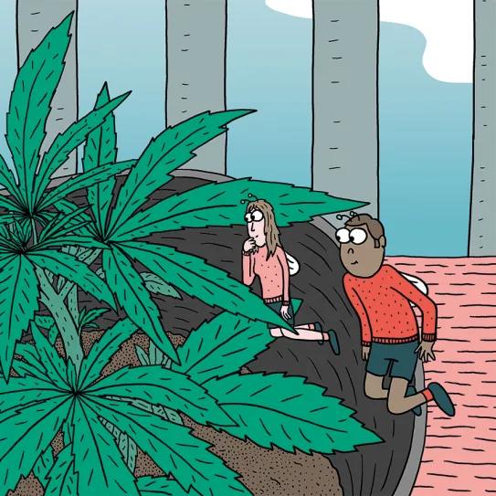 Siembra en febrero y cosecha en mayo: trucos para la maría de primavera 