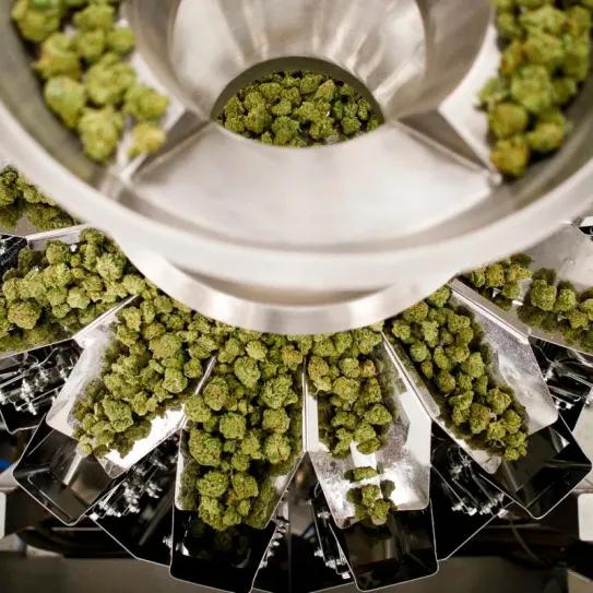 El 60% del cannabis consumido en California proviene del cultivo clandestino