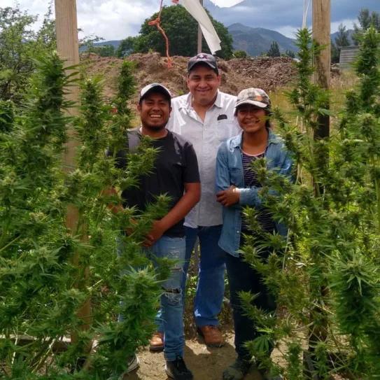 Indígenas de Oaxaca denuncian la criminalización de productores de cannabis habilitados por el Estado mexicano