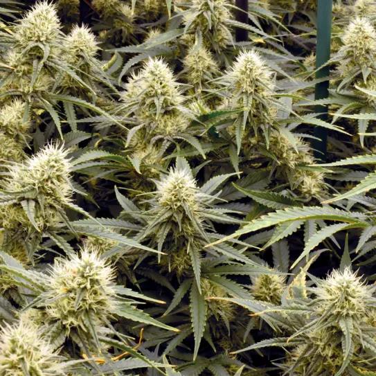 Control de la altura en interior