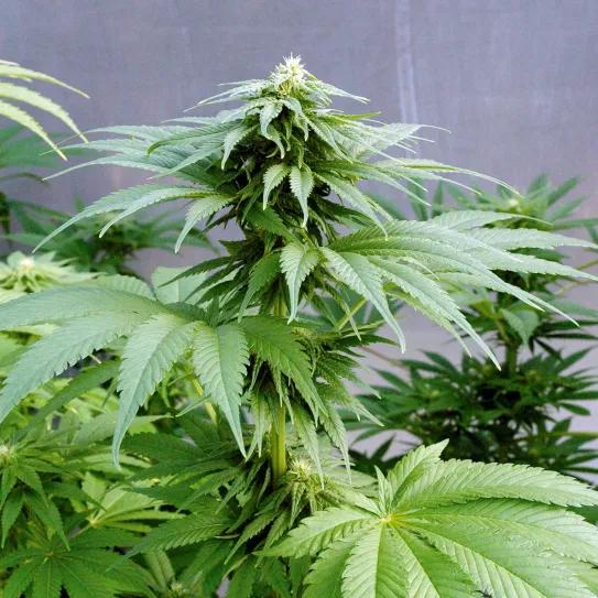 Cogollos bajo plástico: las ventajas de cultivar cannabis en invernadero 