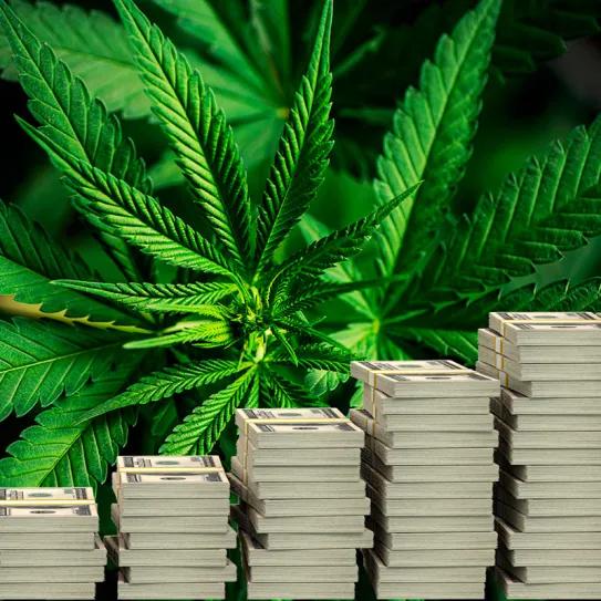 El cáñamo industrial en EE UU alcanza los 445 millones en 2024