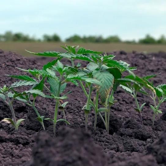 Moldavia impulsa el cultivo de cáñamo industrial tras su legalización