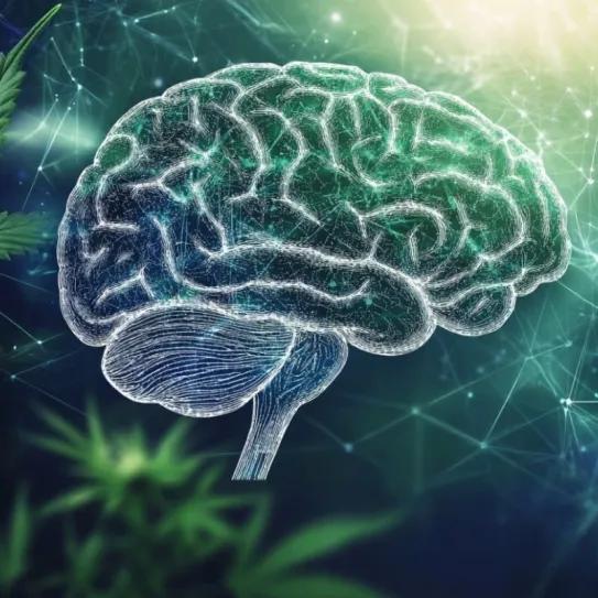Canadá: 19 casos de epilepsia refractaria eliminaron sus convulsiones con cannabis