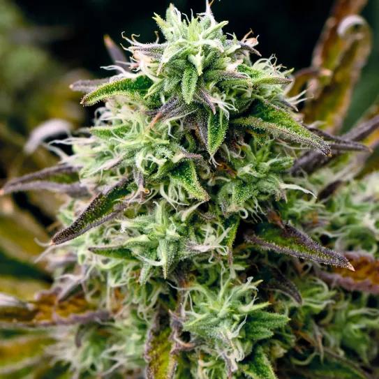 El dilema del olor del cannabis: cómo potenciar el aroma de los cogollos y evitar que los vecinos lo huelan