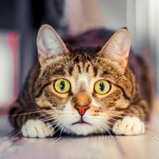 CBD reduce la ansiedad felina causada por ruidos intensos