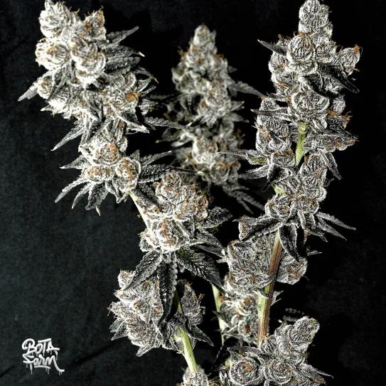 Pistol Whip: genética californiana con pedigrí 