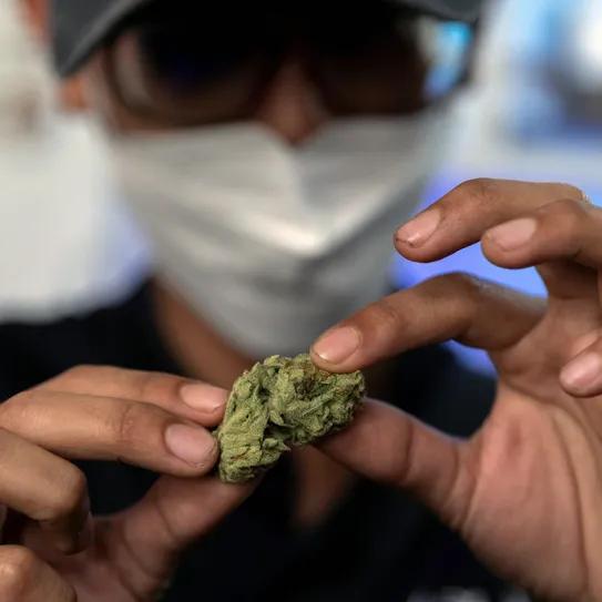Pakistán invierte en cannabis medicinal, pero carece de regulación efectiva