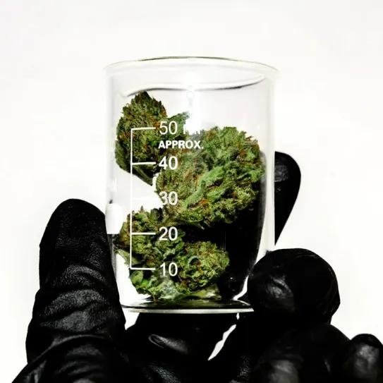 Colombia desarrolla método eficaz para eliminar THC del cannabis