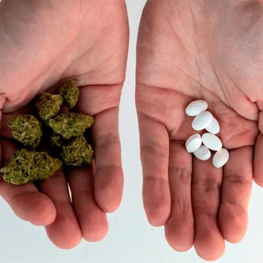 Ocho de cada diez personas usuarias sustituyen fármacos por cannabis