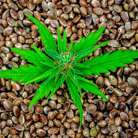 Seeds Santa María: innovación cannábica desde Mollerussa