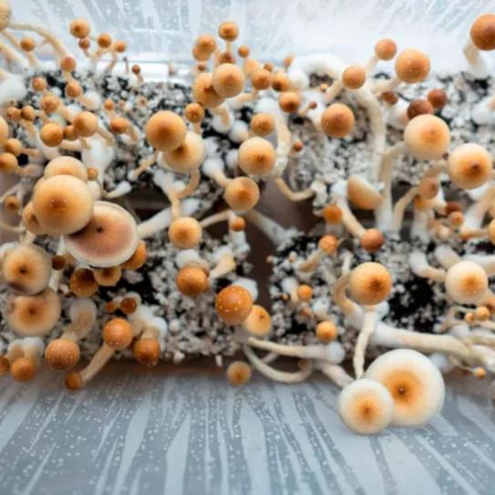 Nueva Zelanda autoriza uso médico de psilocibina para depresión