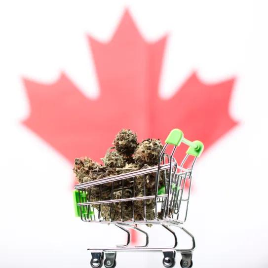 Canadá consolida su mercado de cannabis con más de 3.700 tiendas