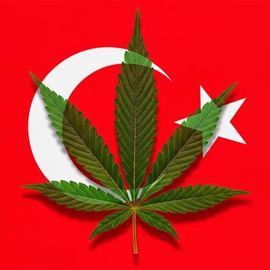 Turquía avanza hacia el cannabis medicinal con regulación estricta