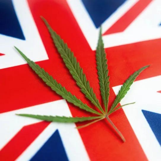 Reino Unido renueva su interés por el cáñamo industrial 