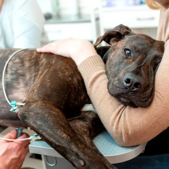 CBD/CBDA es seguro en perros bajo quimioterapia