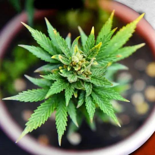 Eslovenia avanza hacia una regulación integral del cannabis