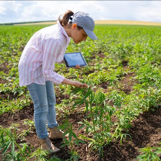¿La Generación Z está reinventando el cultivo de cannabis?