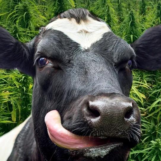 La leche de vacas alimentadas con cáñamo no contiene THC