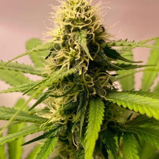 Club de cannabis bloqueado en Baviera por licencia urbanística