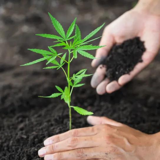 Los sustratos de Biobizz como aliados del cultivo orgánico