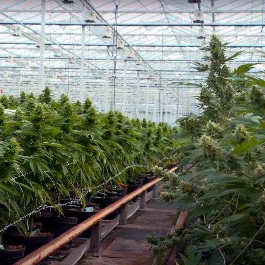 Juez ordena reducir el olor o detener la producción de cannabis