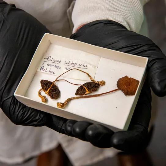 La psilocibina pudo surgir hace 67 millones de años